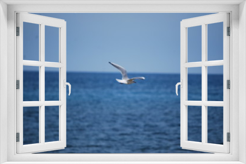 Fototapeta Naklejka Na Ścianę Okno 3D - Möwe fliegt über das Meer