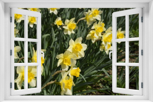 Fototapeta Naklejka Na Ścianę Okno 3D - Flowers daffodil yellow. Spring flowering bulb plants in the flowerbed.