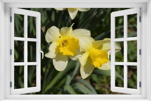 Fototapeta Naklejka Na Ścianę Okno 3D - Spring flowering bulb plants in the flowerbed. Flowers daffodil yellow