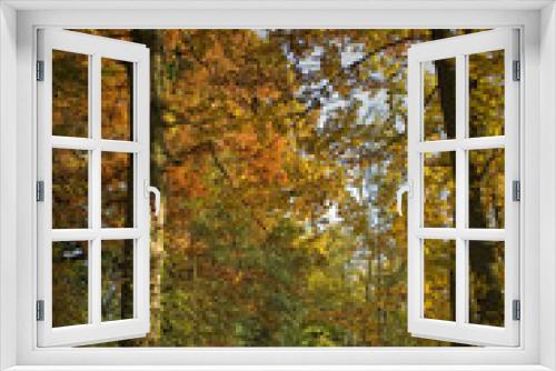 Fototapeta Naklejka Na Ścianę Okno 3D - sous bois d'automne
