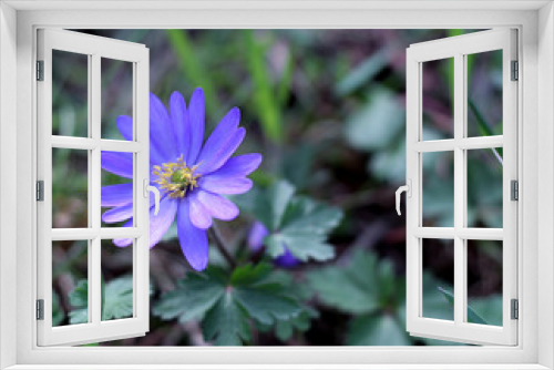 Fototapeta Naklejka Na Ścianę Okno 3D - Balkan anemone, Grecian windflower or winter windflower, a lovely blue flower blooming early spring.