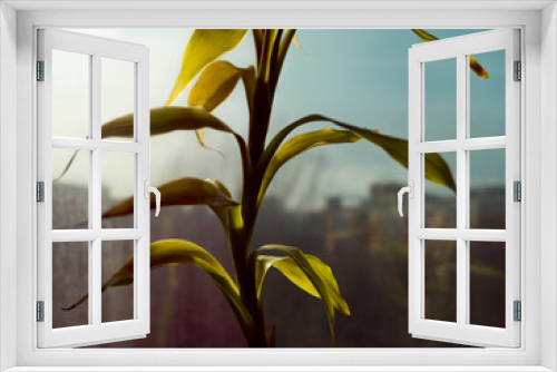 Fototapeta Naklejka Na Ścianę Okno 3D - Green bamboo leaves on window background