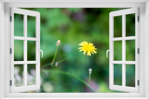 Fototapeta Naklejka Na Ścianę Okno 3D - Yellow flower