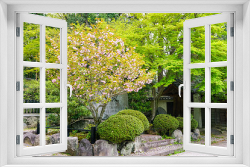Fototapeta Naklejka Na Ścianę Okno 3D - Blooming Cherry Tree in Japanese Garden