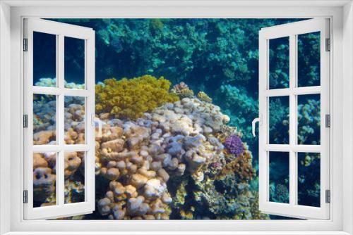 Fototapeta Naklejka Na Ścianę Okno 3D - colorful coral reef