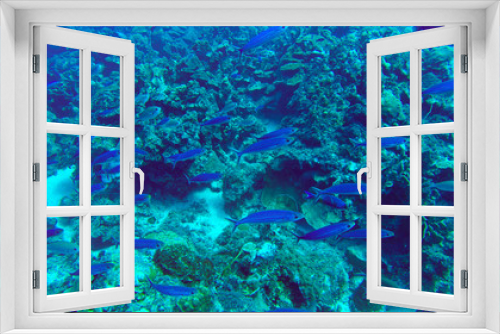 Fototapeta Naklejka Na Ścianę Okno 3D - Fische im Riff 
