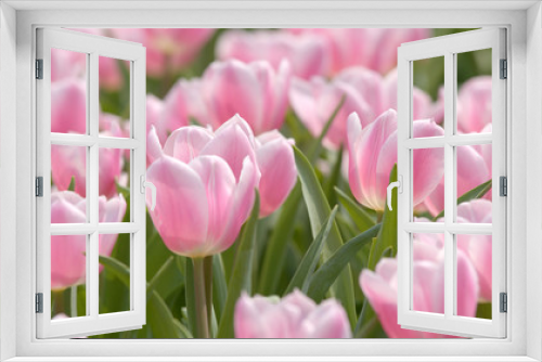 Fototapeta Naklejka Na Ścianę Okno 3D - Beautiful pink tulip park