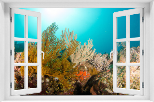 Fototapeta Naklejka Na Ścianę Okno 3D - Coral reef scenics of the Sea of Cortez, Baja California Sur, Mexico. 