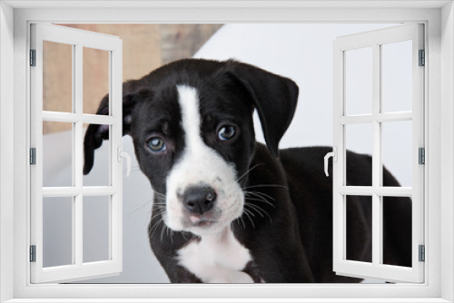 Fototapeta Naklejka Na Ścianę Okno 3D - Adorable Black & White Pit Bull Mix Puppy