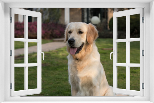 Fototapeta Naklejka Na Ścianę Okno 3D - cane Golden Retriever