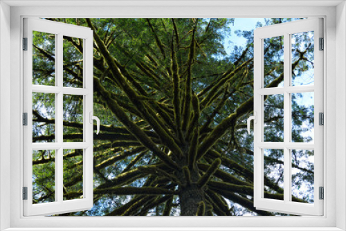 Fototapeta Naklejka Na Ścianę Okno 3D - Old Tree in a Forest