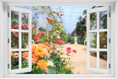 Fototapeta Naklejka Na Ścianę Okno 3D - Beautiful fresh natural roses in flower garden