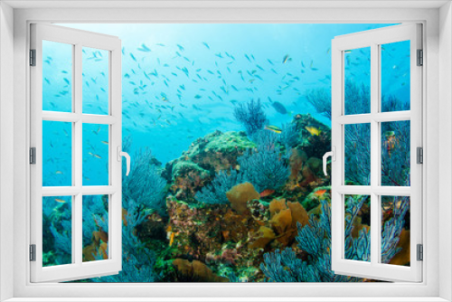 Fototapeta Naklejka Na Ścianę Okno 3D - Coral reef scenics of the Sea of Cortez, Baja California Sur, Mexico. 