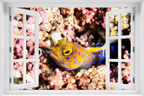 Fototapeta Naklejka Na Ścianę Okno 3D - Reef fishes from the sea of cortez, mexico