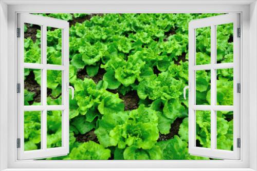 Fototapeta Naklejka Na Ścianę Okno 3D - Green lettuce plants in growth at vegetable garden