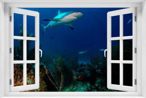 Fototapeta Naklejka Na Ścianę Okno 3D - Caribbean reef shark over reef