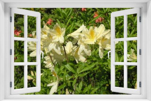 Fototapeta Naklejka Na Ścianę Okno 3D - Bush white azalea garden