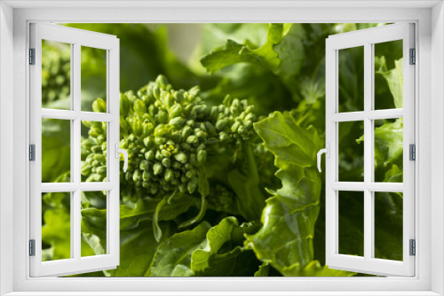 Fototapeta Naklejka Na Ścianę Okno 3D - Raw Green Organic Broccoli Rabe