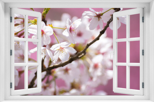 Fototapeta Naklejka Na Ścianę Okno 3D - 桜の花