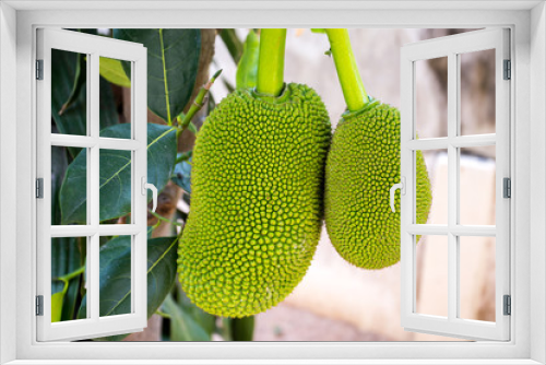 Fototapeta Naklejka Na Ścianę Okno 3D - Jackfruit in thailand