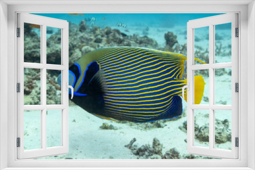 Fototapeta Naklejka Na Ścianę Okno 3D - Angelfish on the great barrier reef in Australia