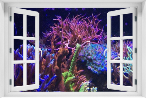 Fototapeta Naklejka Na Ścianę Okno 3D - Coraux aquarium eau de mer