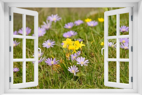 Fototapeta Naklejka Na Ścianę Okno 3D - Frühlingswiese mit bunten Blumen