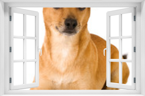 Fototapeta Naklejka Na Ścianę Okno 3D - Kleiner Mischlingshund isoliert auf weißem Hintergrund