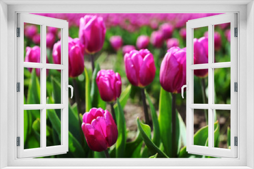 Fototapeta Naklejka Na Ścianę Okno 3D - Close-up shot of Pink Tulips