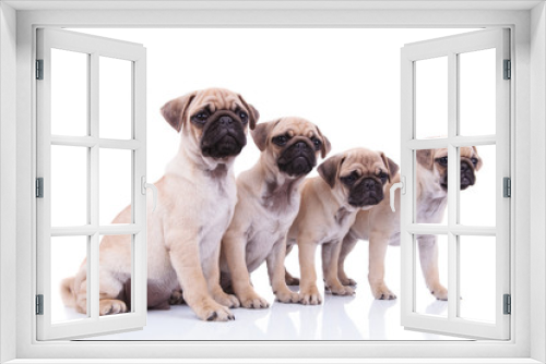 Fototapeta Naklejka Na Ścianę Okno 3D - side view of four cute pugs looking to side