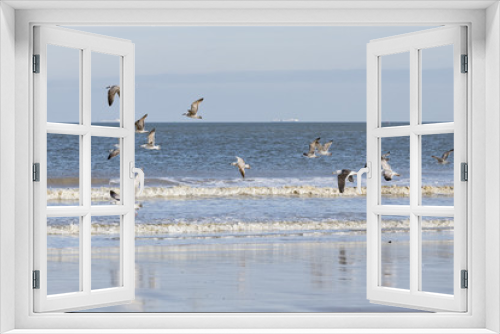 Fototapeta Naklejka Na Ścianę Okno 3D - flying Seagulls, seagulls on shore, at the ocean 