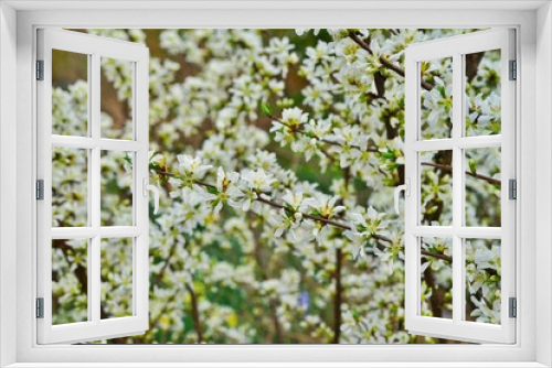 Fototapeta Naklejka Na Ścianę Okno 3D - White flowers of Bush Cherry (Prunus Japonica) 