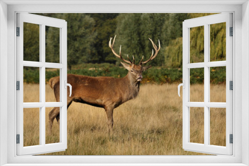Fototapeta Naklejka Na Ścianę Okno 3D - deer 4