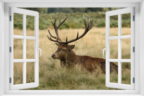 Fototapeta Naklejka Na Ścianę Okno 3D - deer 7