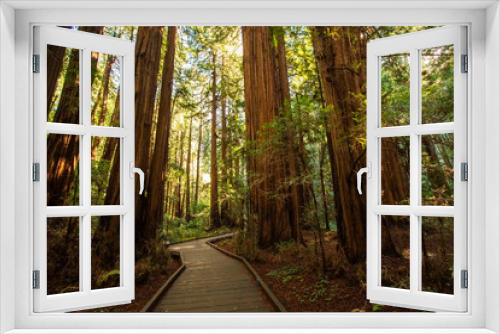 Fototapeta Naklejka Na Ścianę Okno 3D - Muir woods National Monument near San Francisco in California, USA