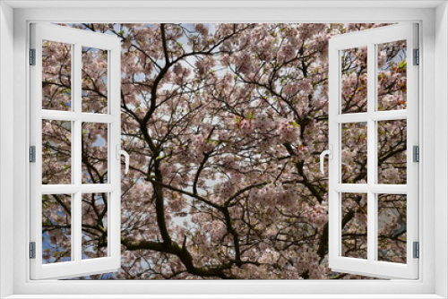 Fototapeta Naklejka Na Ścianę Okno 3D - Cherry blossom, Jersey, U.K.
Spring tree canopy.