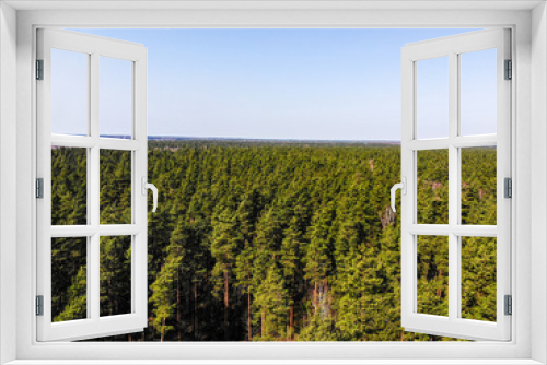Fototapeta Naklejka Na Ścianę Okno 3D - forest
