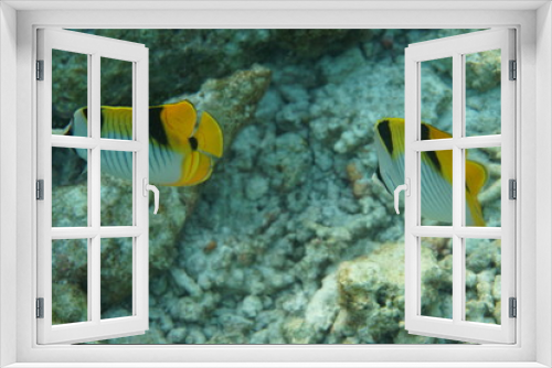 Fototapeta Naklejka Na Ścianę Okno 3D - Blackedged butterflyfish