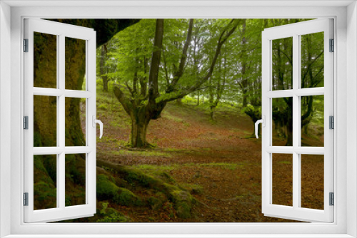 Fototapeta Naklejka Na Ścianę Okno 3D - trees moss forest green
