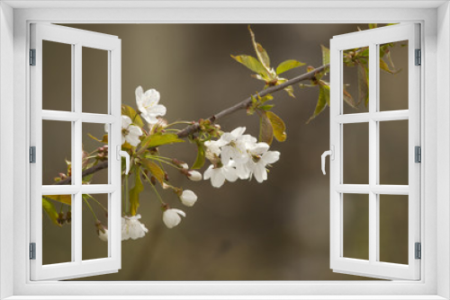 Fototapeta Naklejka Na Ścianę Okno 3D - A branch with blossoming cherry blossoms and leaves