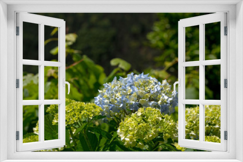 Fototapeta Naklejka Na Ścianę Okno 3D - Hydrangea