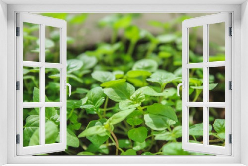 Fototapeta Naklejka Na Ścianę Okno 3D - Fresh mint leafs, Mint herbs, Kitchen Mint, mint background.