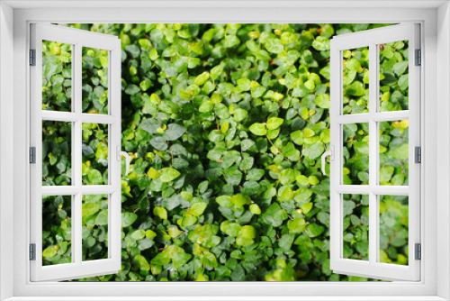 Fototapeta Naklejka Na Ścianę Okno 3D - green leaves close-up view from above background