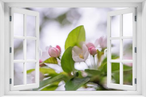 Fototapeta Naklejka Na Ścianę Okno 3D - Apice di ramo di cotogno con foglie e  fiori 
