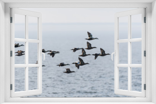 Fototapeta Naklejka Na Ścianę Okno 3D - Migrating flock with ducks