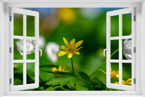 Fototapeta Naklejka Na Ścianę Okno 3D - Gelbe Blüte in einer grünen Wiese im Frühjahr