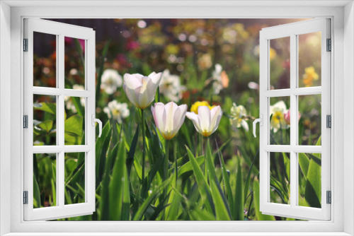 Fototapeta Naklejka Na Ścianę Okno 3D - tulips. pink tulips in a spring garden.