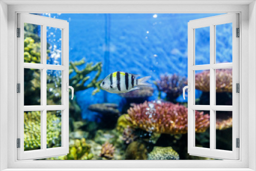 Fototapeta Naklejka Na Ścianę Okno 3D - Cichlid, aquarium fish swimming in aquarium