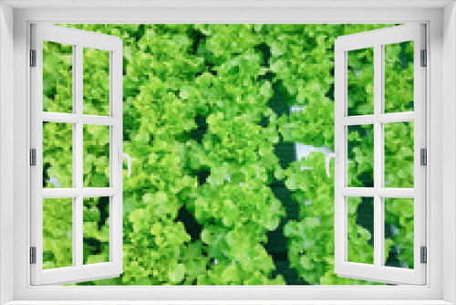 Fototapeta Naklejka Na Ścianę Okno 3D - Row of green plant, Green Oak and Red Oak, in Hydroponic vegetables farm