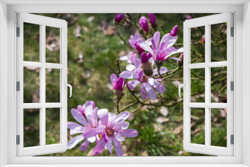 Fototapeta Naklejka Na Ścianę Okno 3D - Magnolia